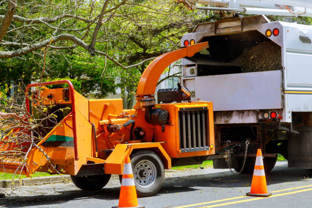 How Our Tree Care Process Works  in  Downingtown, PA